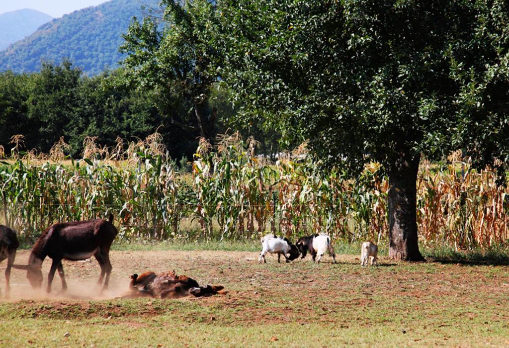 Azienda Agrituristica Pericle Montella Exterior photo